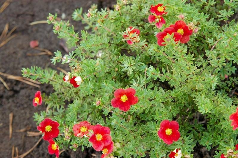 Лапчатка (Перстач) Маріан Ред Робин (Potentilla fruticosa ‘Marian Red Robin) - Зображення 4