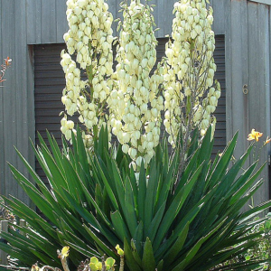 Юка нитчаста, Юка нитчаста, Yucca filamentosa