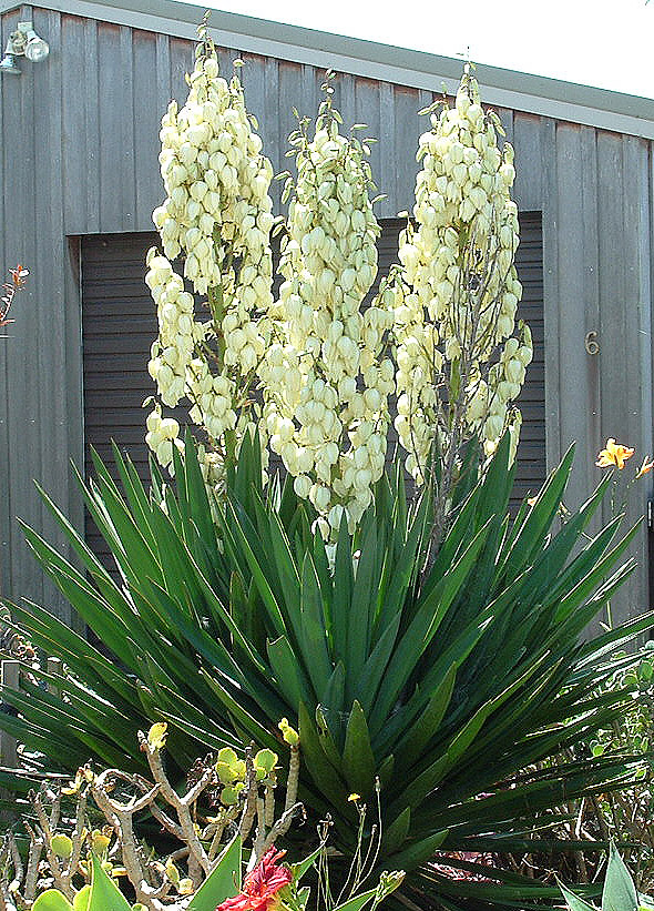 Юка нитчаста, Юка нитчаста, Yucca filamentosa