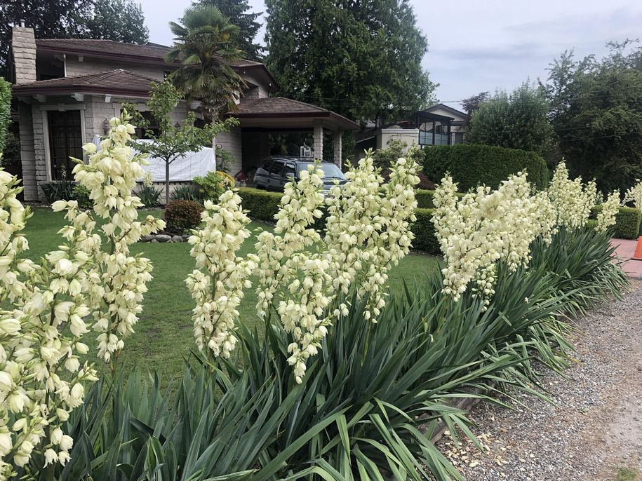 Юка нитчаста, Юка нитчаста, Yucca filamentosa - Зображення 4