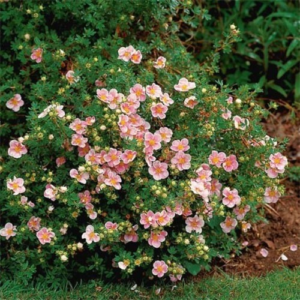 Лапчатка (Перстач) кущова Пінк Б'юті (Potentilla fruticosa Pink Beauty)