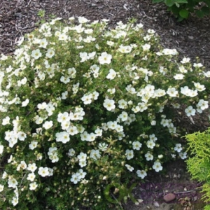 Лапчатка (Перстач) чагарникова МакКейс Вайт (Potentilla fruticosa McKay's White)