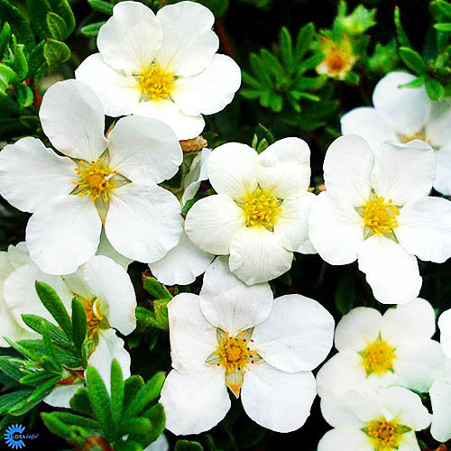 Лапчатка (Перстач) чагарникова МакКейс Вайт (Potentilla fruticosa McKay's White) - Зображення 2