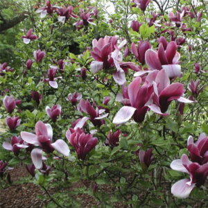 Магнолія лілієцвітна Нігра Magnolia liliiflora ‘Nigra’ 2-річна