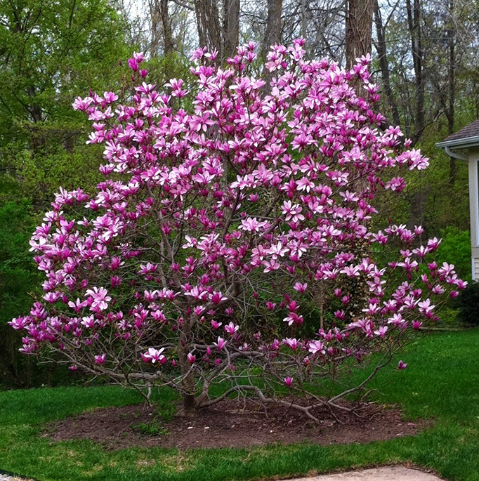 Магнолія лілієцвітна Нігра Magnolia liliiflora ‘Nigra’ 2-річна - Зображення 3