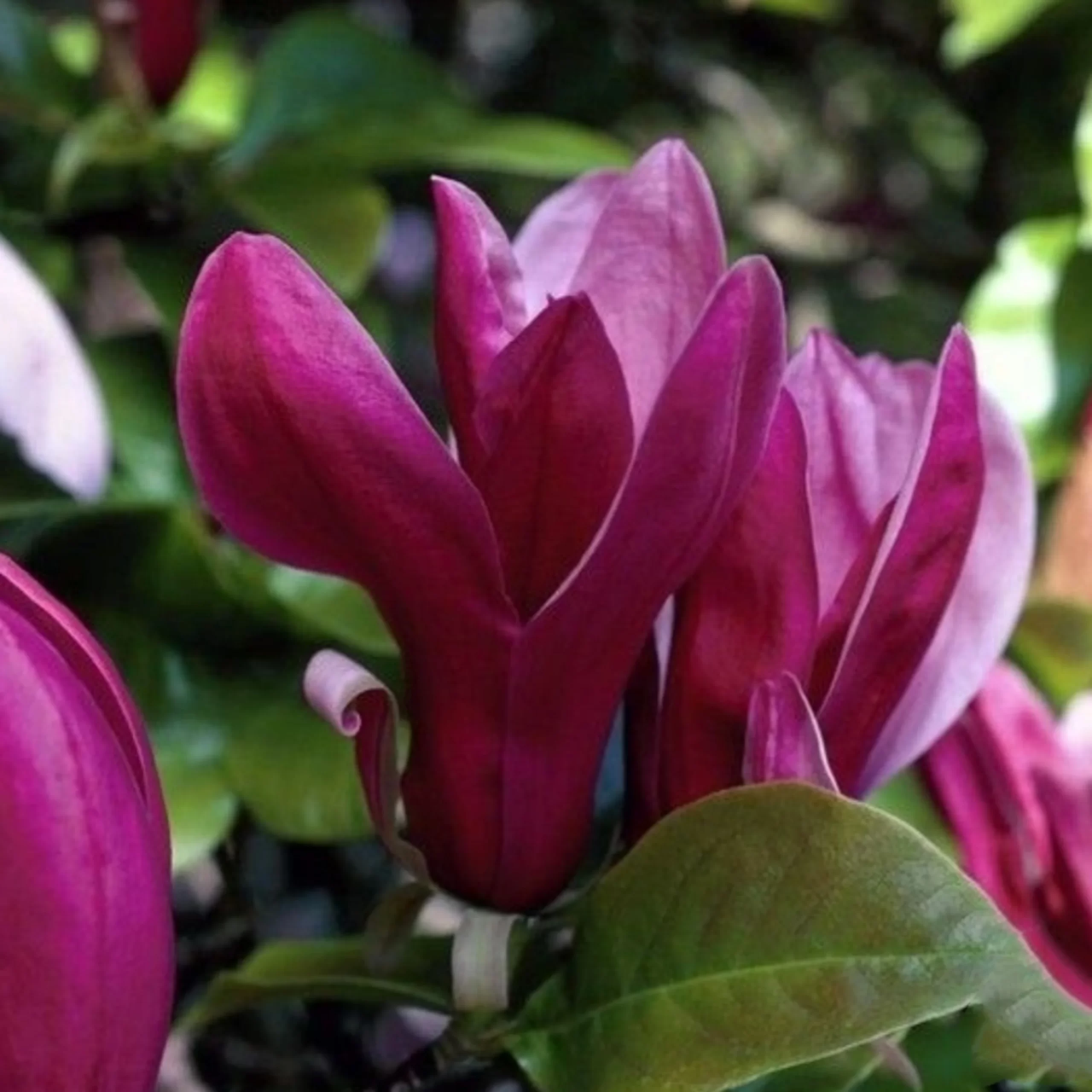 Магнолія лілієцвітна Нігра Magnolia liliiflora ‘Nigra’ 2-річна - Зображення 4