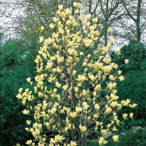 Магнолія бруклінська 'Єллоу Бьорд' 2-річна Magnolia brooklynensis 'Yellow Bird'