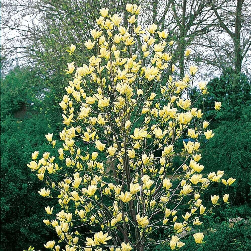 Магнолія бруклінська 'Єллоу Бьорд' 2-річна Magnolia brooklynensis 'Yellow Bird'