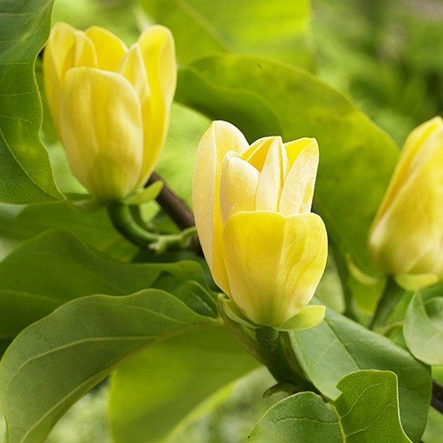 Магнолія бруклінська 'Єллоу Бьорд' 2-річна Magnolia brooklynensis 'Yellow Bird' - Зображення 2