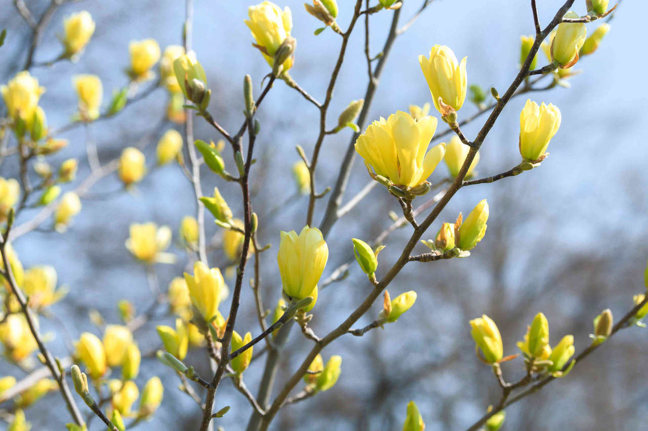 Магнолія бруклінська 'Єллоу Бьорд' 2-річна Magnolia brooklynensis 'Yellow Bird' - Зображення 3