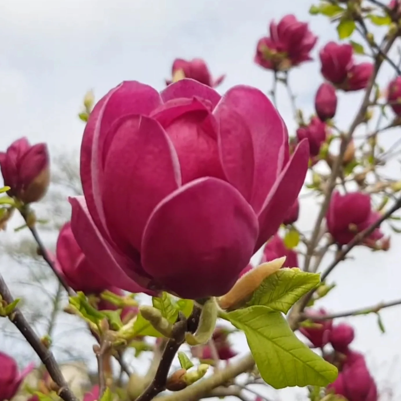 Магнолія ‘Джені’ 2-річна Magnolia ‘Genie’ - Зображення 4