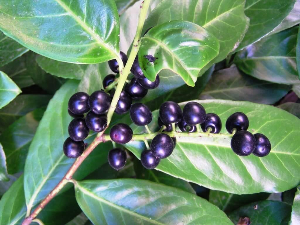 Лавровишня (Prunus laurocerasus) - Зображення 3