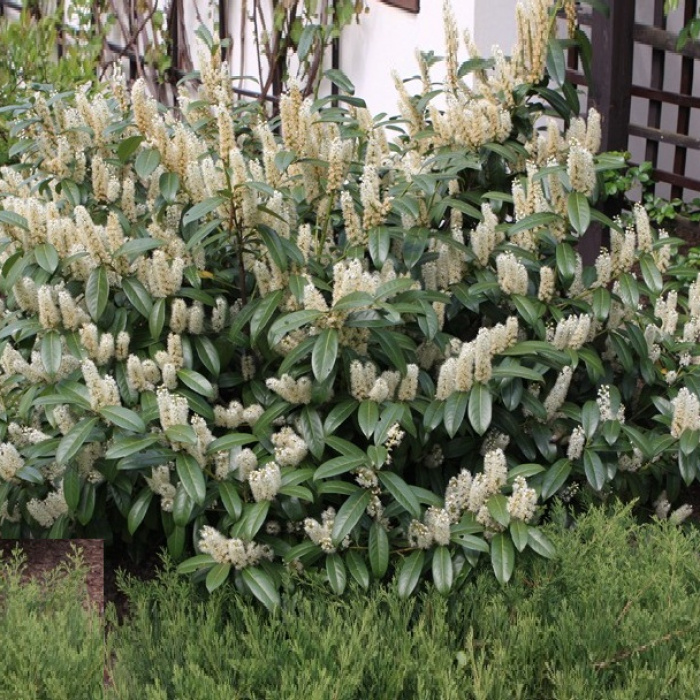 Лавровишня (Prunus laurocerasus) - Зображення 4