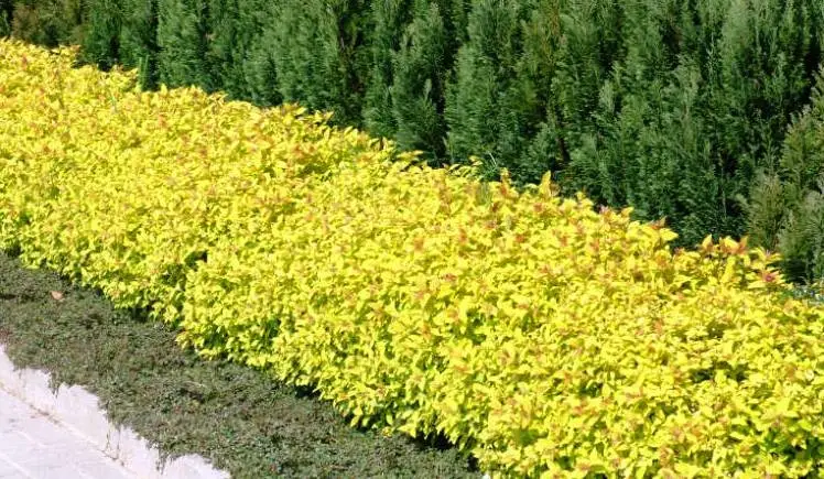 Спірея японська "Голден Принцесс", Spiraea japonica "Golden Princess", С1, 5 - Зображення 4