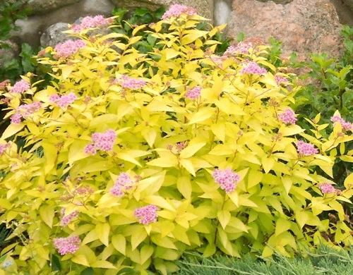 Спірея японська "Голден Принцесс", Spiraea japonica "Golden Princess", С1, 5 - Зображення 5