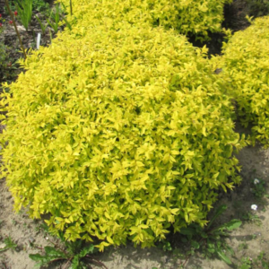 Спірея японська Голден Карпет 3-річна Spiraea japonica Golden Carpet