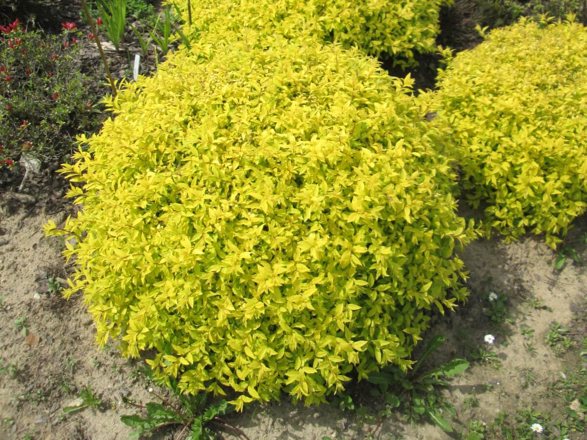 Спірея японська Голден Карпет 3-річна Spiraea japonica Golden Carpet