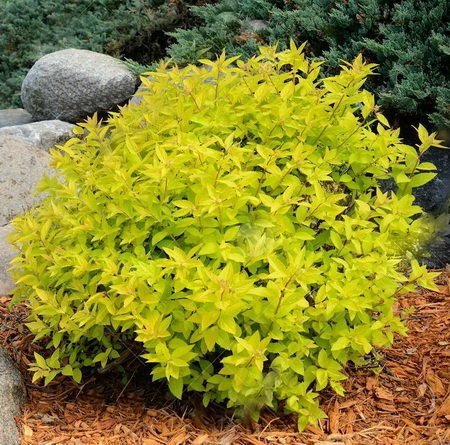 Спірея японська Голден Карпет 3-річна Spiraea japonica Golden Carpet - Зображення 2