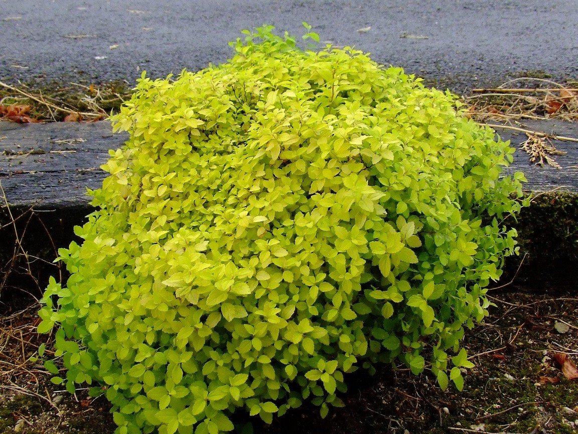 Спірея японська Голден Карпет 3-річна Spiraea japonica Golden Carpet - Зображення 3