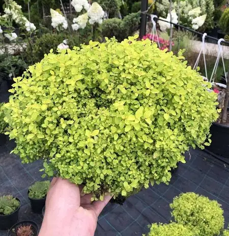 Спірея японська Голден Карпет 3-річна Spiraea japonica Golden Carpet - Зображення 4