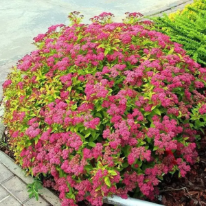 Спірея японська 'Антоні Ватерер' 3-річна Spiraea japonica 'Anthony Waterer'