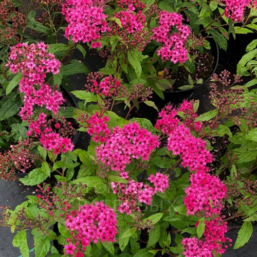 Спірея японська 'Антоні Ватерер' 3-річна Spiraea japonica 'Anthony Waterer' - Зображення 2