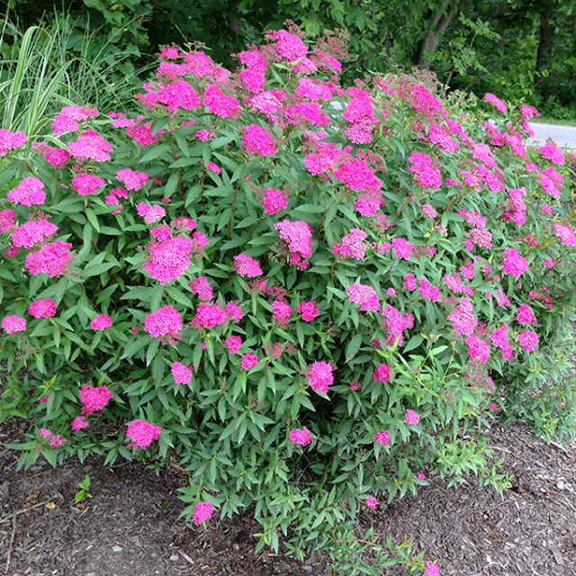 Спірея японська 'Антоні Ватерер' 3-річна Spiraea japonica 'Anthony Waterer' - Зображення 3