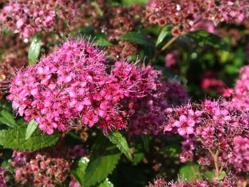 Спірея японська 'Антоні Ватерер' 3-річна Spiraea japonica 'Anthony Waterer' - Зображення 4