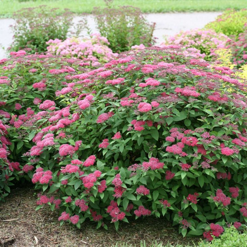 Спірея японська 'Антоні Ватерер' 3-річна Spiraea japonica 'Anthony Waterer' - Зображення 5