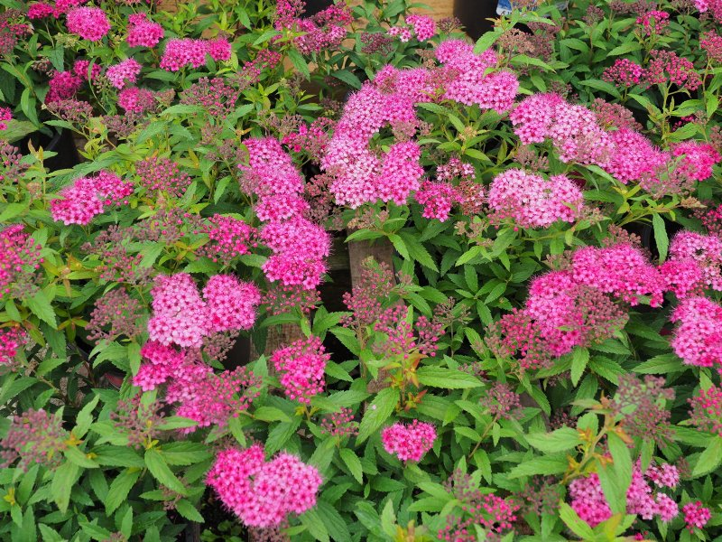 Спірея японська 'Антоні Ватерер' 3-річна Spiraea japonica 'Anthony Waterer' - Зображення 6
