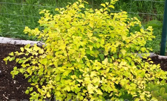 Спiрея вангутта Голд Фонтейн 3-річна Spiraea vanhouttei Gold Fontain - Зображення 2