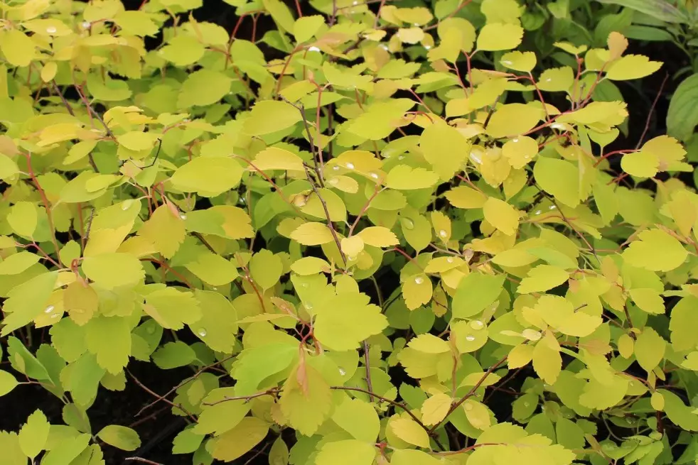 Спiрея вангутта Голд Фонтейн 3-річна Spiraea vanhouttei Gold Fontain - Зображення 3