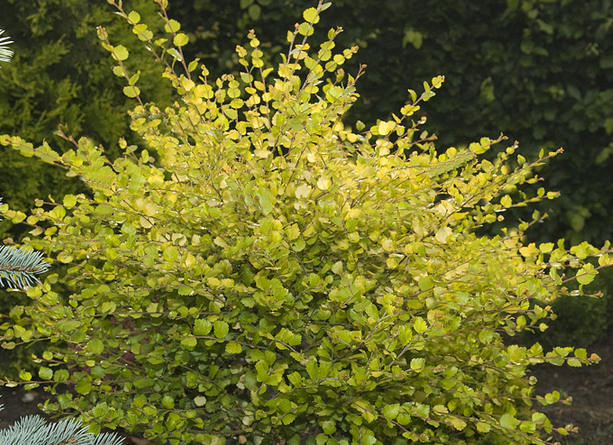 Спiрея вангутта Голд Фонтейн 3-річна Spiraea vanhouttei Gold Fontain - Зображення 4