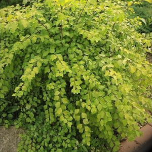 Спiрея вангутта Голд Фонтейн 3-річна Spiraea vanhouttei Gold Fontain