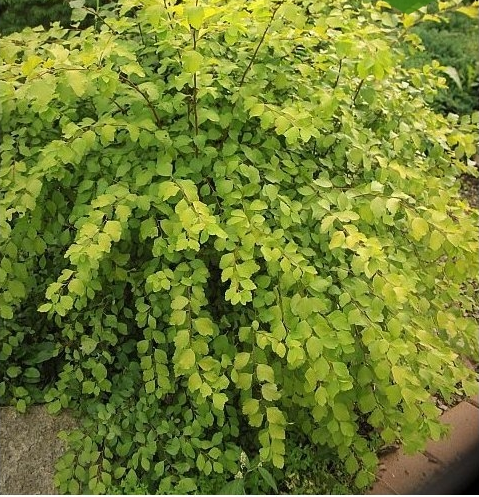 Спiрея вангутта Голд Фонтейн 3-річна Spiraea vanhouttei Gold Fontain