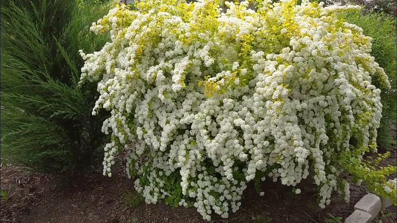 Спiрея вангутта Голд Фонтейн 3-річна Spiraea vanhouttei Gold Fontain - Зображення 5