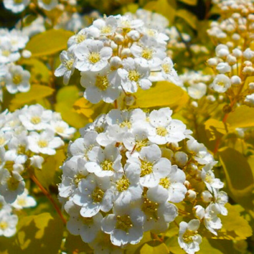 Спiрея вангутта Голд Фонтейн 3-річна Spiraea vanhouttei Gold Fontain - Зображення 6