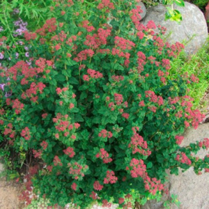 Спірея японська Булата 3-річна Spiraea japonica «Bullata»