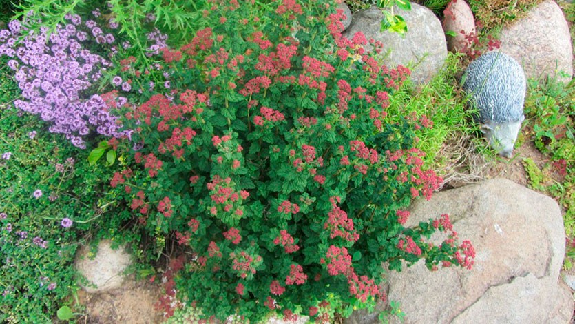 Спірея японська Булата 3-річна Spiraea japonica «Bullata»