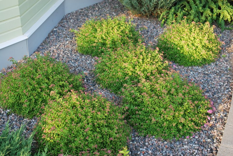 Спірея японська Булата 3-річна Spiraea japonica «Bullata» - Зображення 2