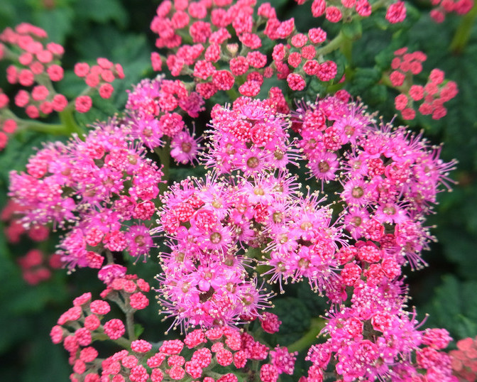 Спірея японська Булата 3-річна Spiraea japonica «Bullata» - Зображення 3