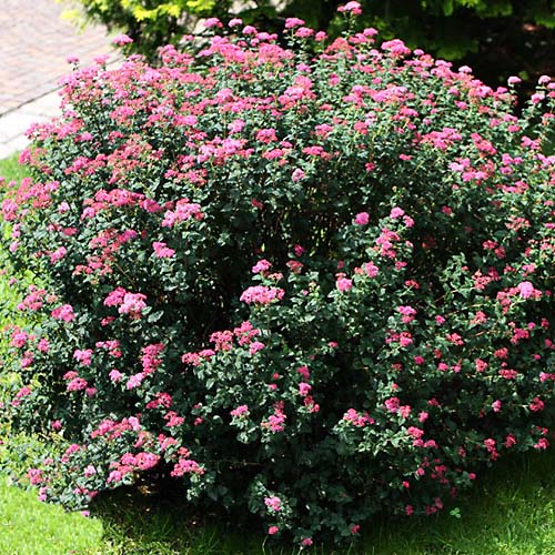 Спірея японська Булата 3-річна Spiraea japonica «Bullata» - Зображення 4