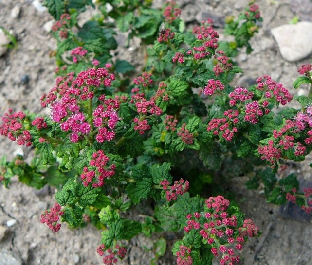Спірея японська Булата 3-річна Spiraea japonica «Bullata» - Зображення 5