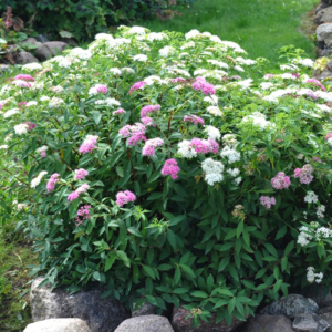 Спірея японська 'Генпей/Шіробана' 3-річна (Spiraea japonica 'Genpei/Shirobana' )