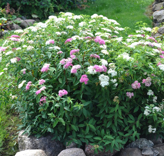 Спірея японська 'Генпей/Шіробана' 3-річна (Spiraea japonica 'Genpei/Shirobana' )