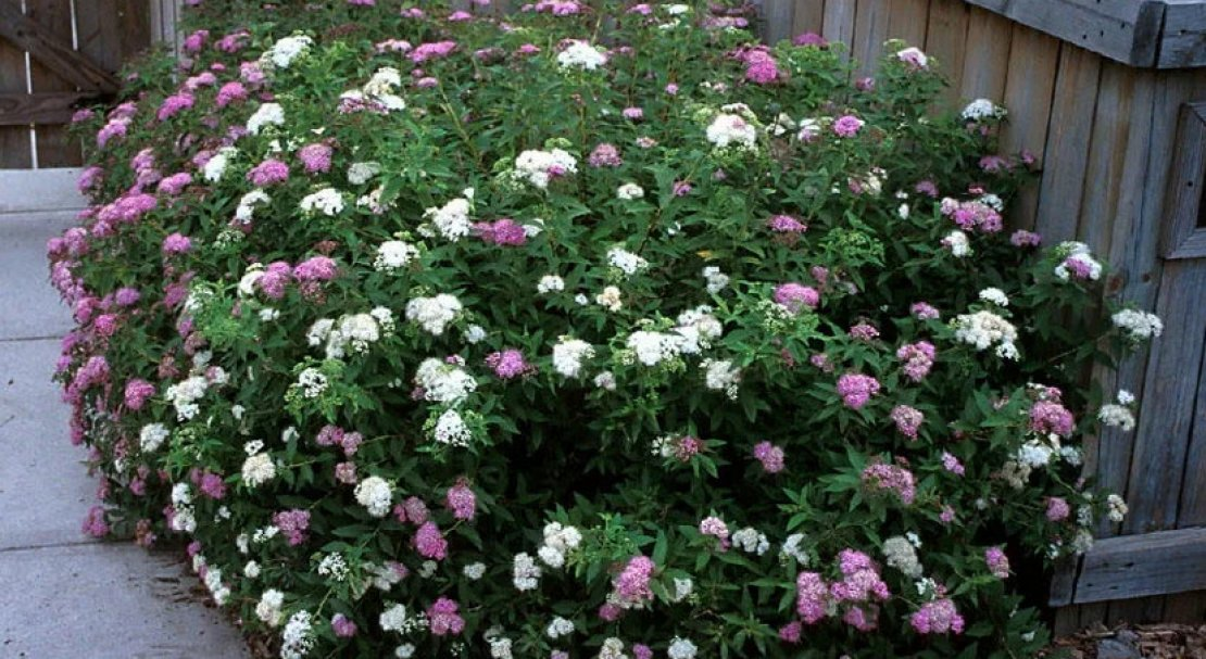 Спірея японська 'Генпей/Шіробана' 3-річна (Spiraea japonica 'Genpei/Shirobana' ) - Зображення 2