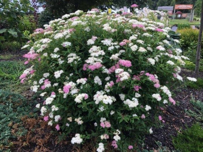Спірея японська 'Генпей/Шіробана' 3-річна (Spiraea japonica 'Genpei/Shirobana' ) - Зображення 3