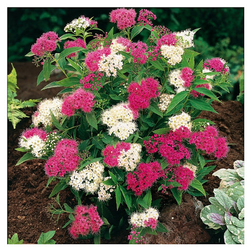 Спірея японська 'Генпей/Шіробана' 3-річна (Spiraea japonica 'Genpei/Shirobana' ) - Зображення 4
