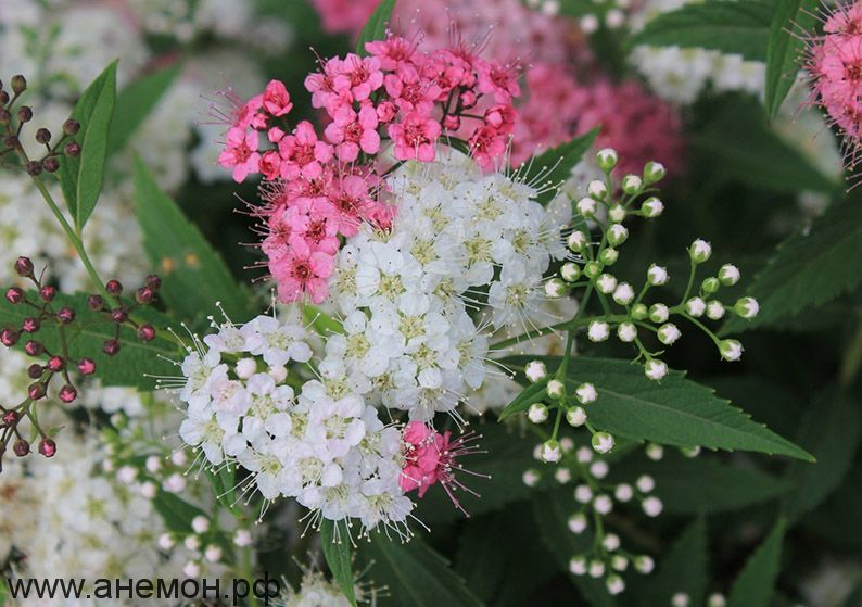 Спірея японська 'Генпей/Шіробана' 3-річна (Spiraea japonica 'Genpei/Shirobana' ) - Зображення 5