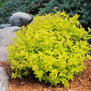 Спірея японська 'Голдмаунд', Spiraea japonica 'Goldmound', С1, 5